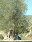 Olivo a Sant'Antimo (41kb)